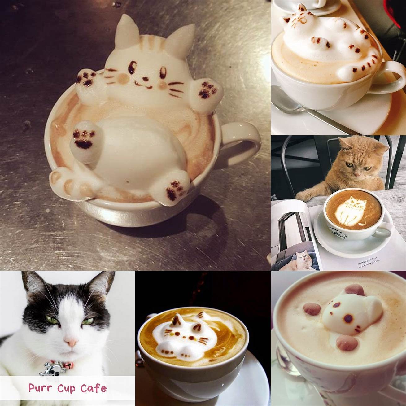 Purr Cup Cafe latte art