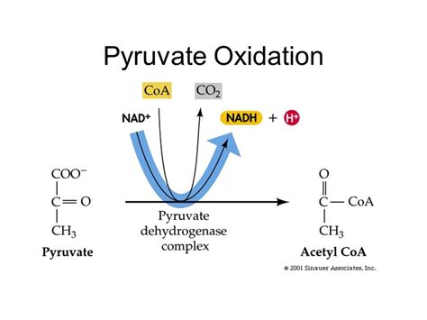 Oxidation Steps