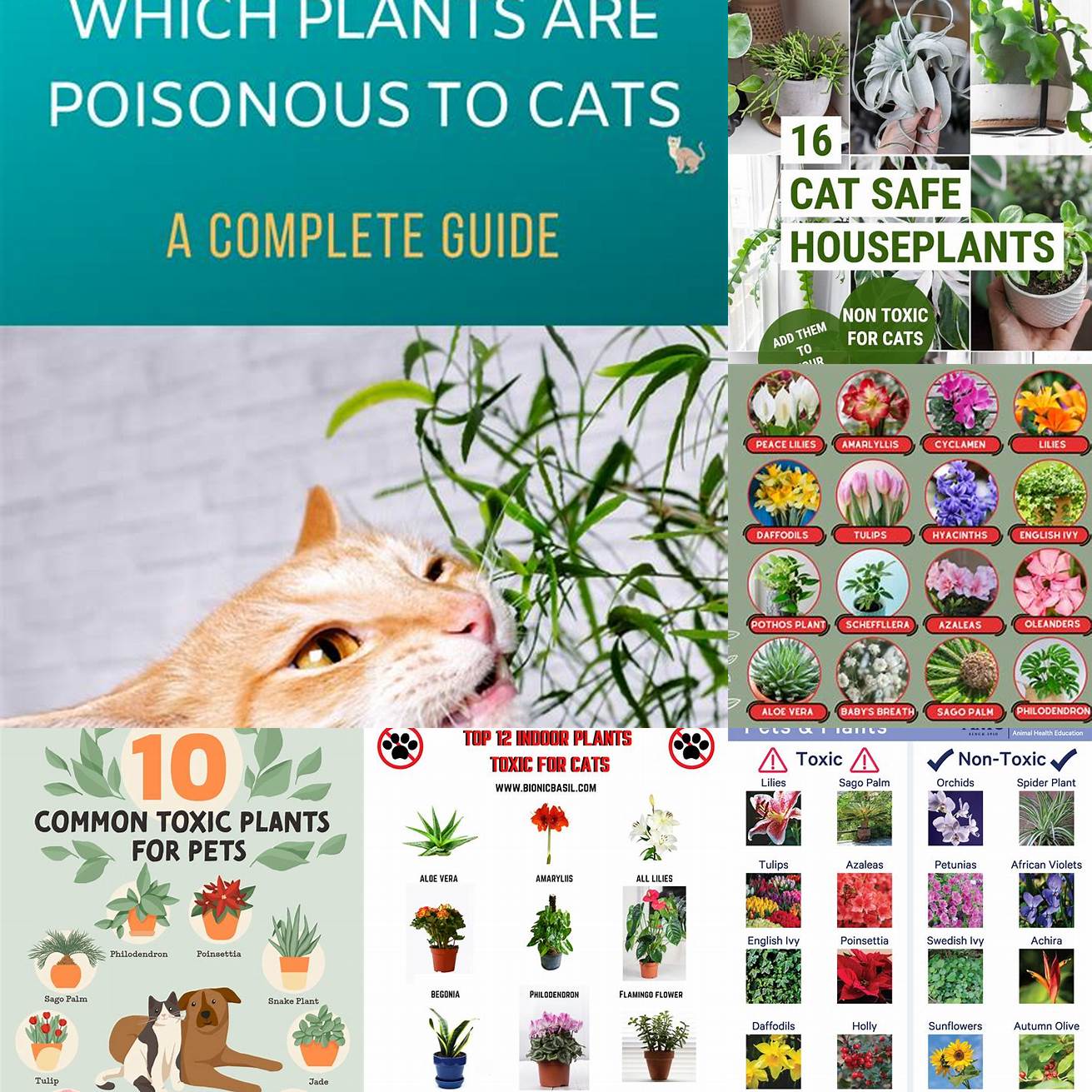 Q Are there any other plants that are toxic to cats A Yes there are many other plants that can be toxic to cats including lilies aloe vera and snake plants