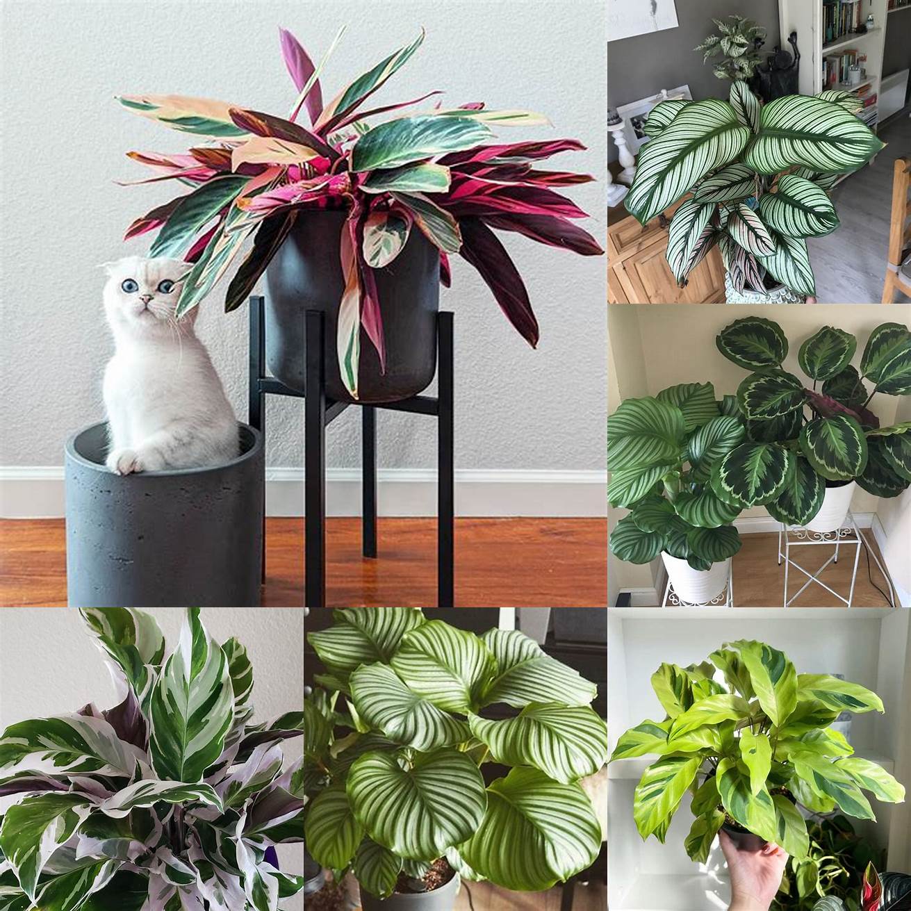 Q Can Calathea be grown in a home with cats A Its not recommended to grow Calathea in a home with cats due to the risk of poisoning