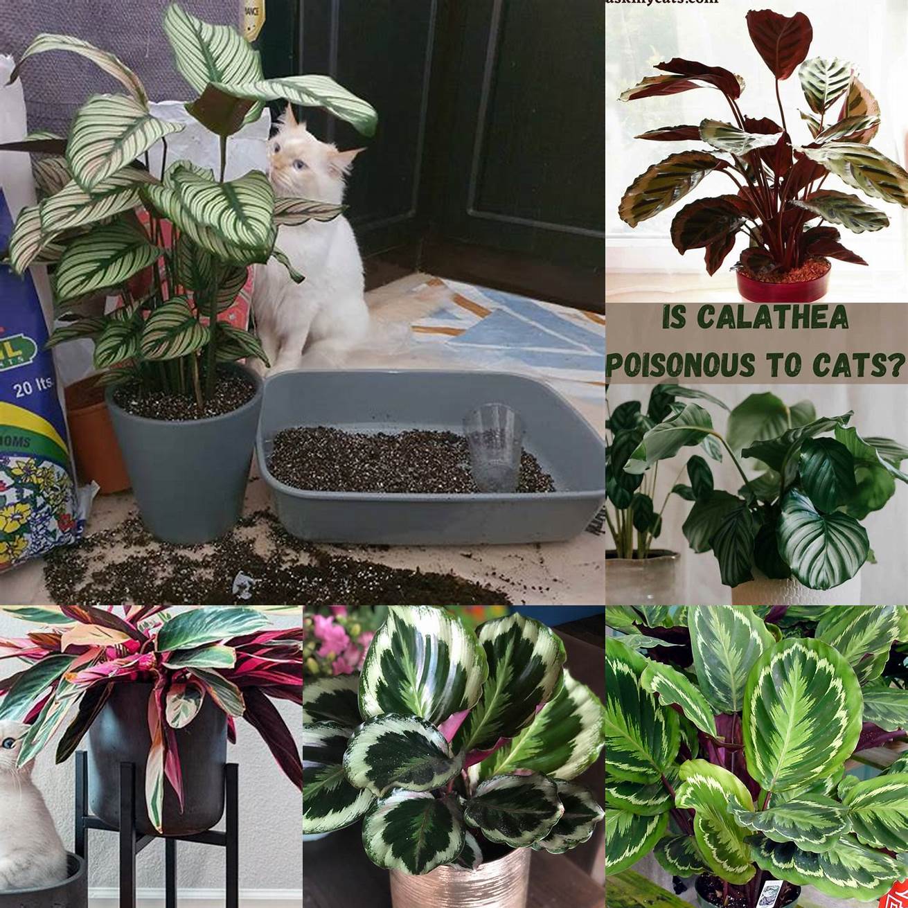 Q Can Calathea cause skin irritation in cats A Calathea can cause skin irritation in cats if they come in contact with the sap of the plant