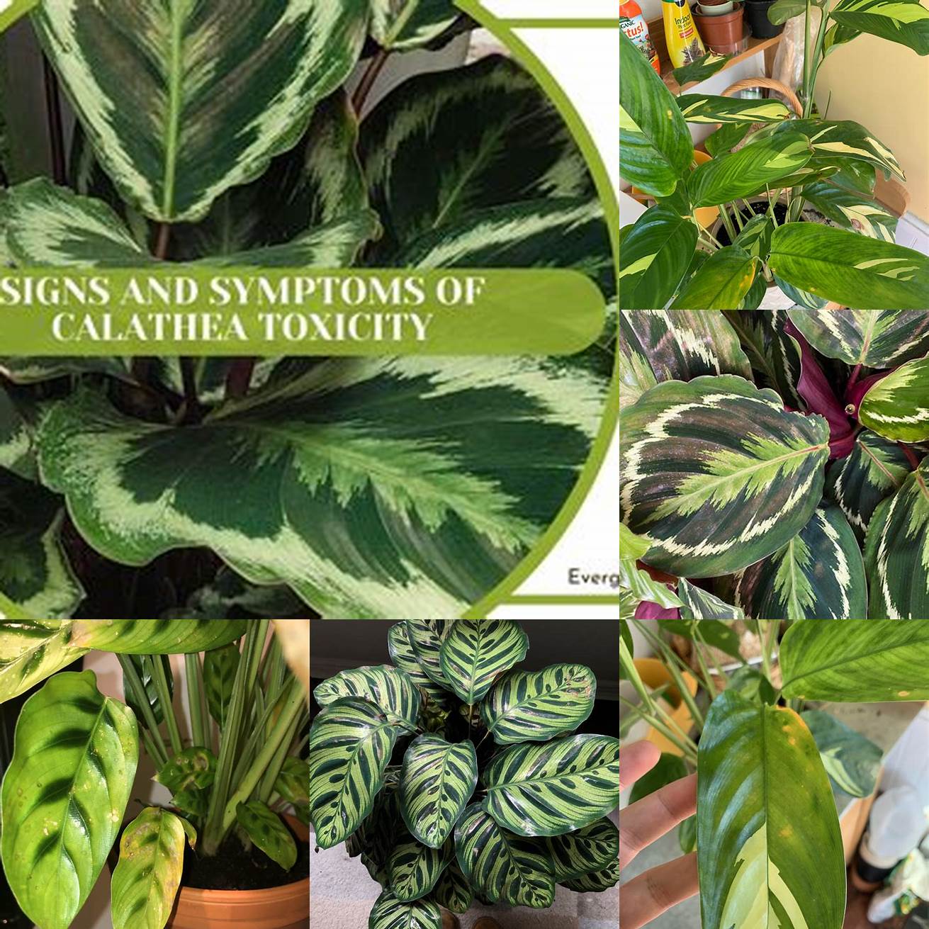 Q Can Calathea poisoning be treated A Yes Calathea poisoning can be treated if caught early Its important to seek veterinary care as soon as possible