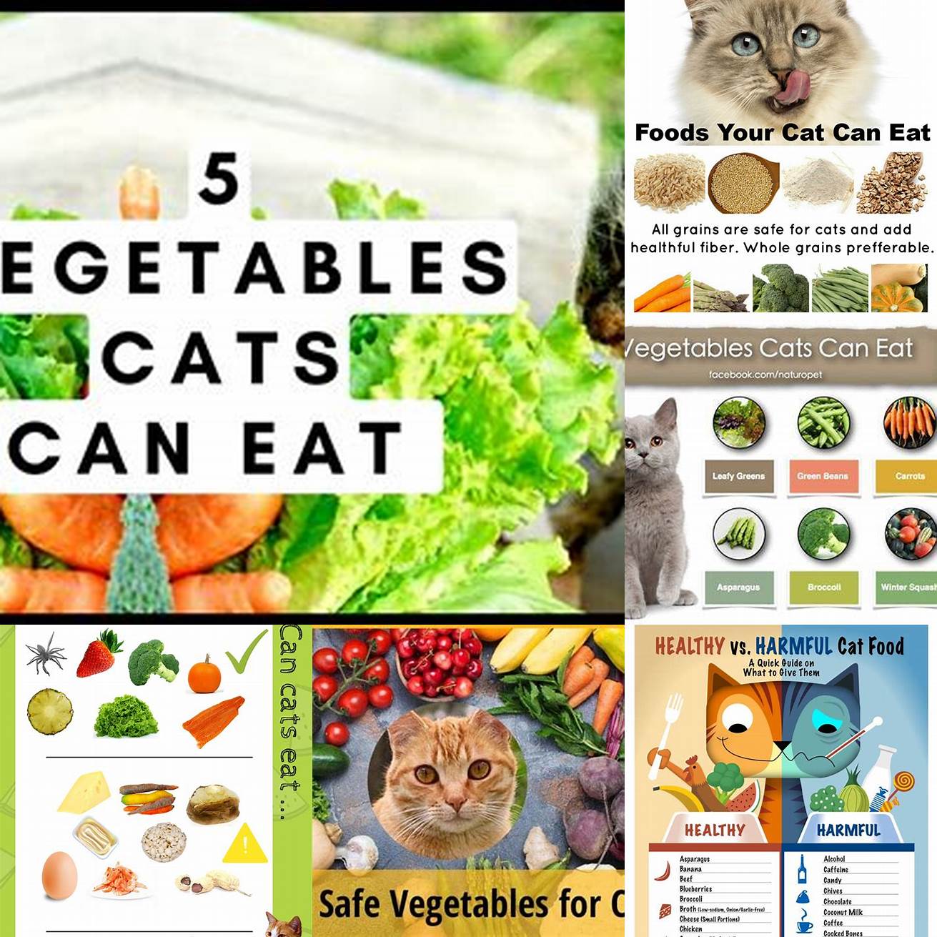 Q Can I feed my cat other vegetables besides cabbage A Yes cats can eat small amounts of other vegetables like carrots green beans and peas However vegetables should never make up a significant portion of your cats diet