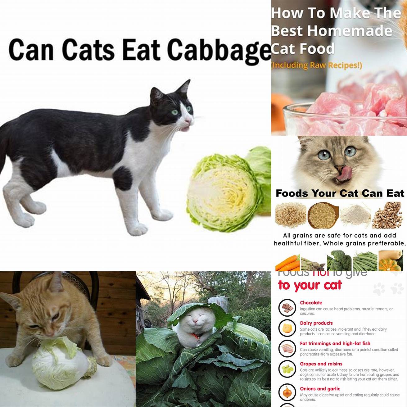 Q Can I give my cat cabbage as a supplement to their diet A While cabbage can provide some nutritional benefits to cats it should never replace a balanced meat-based diet Speak with your veterinarian about safe and appropriate supplements for your cats individual needs
