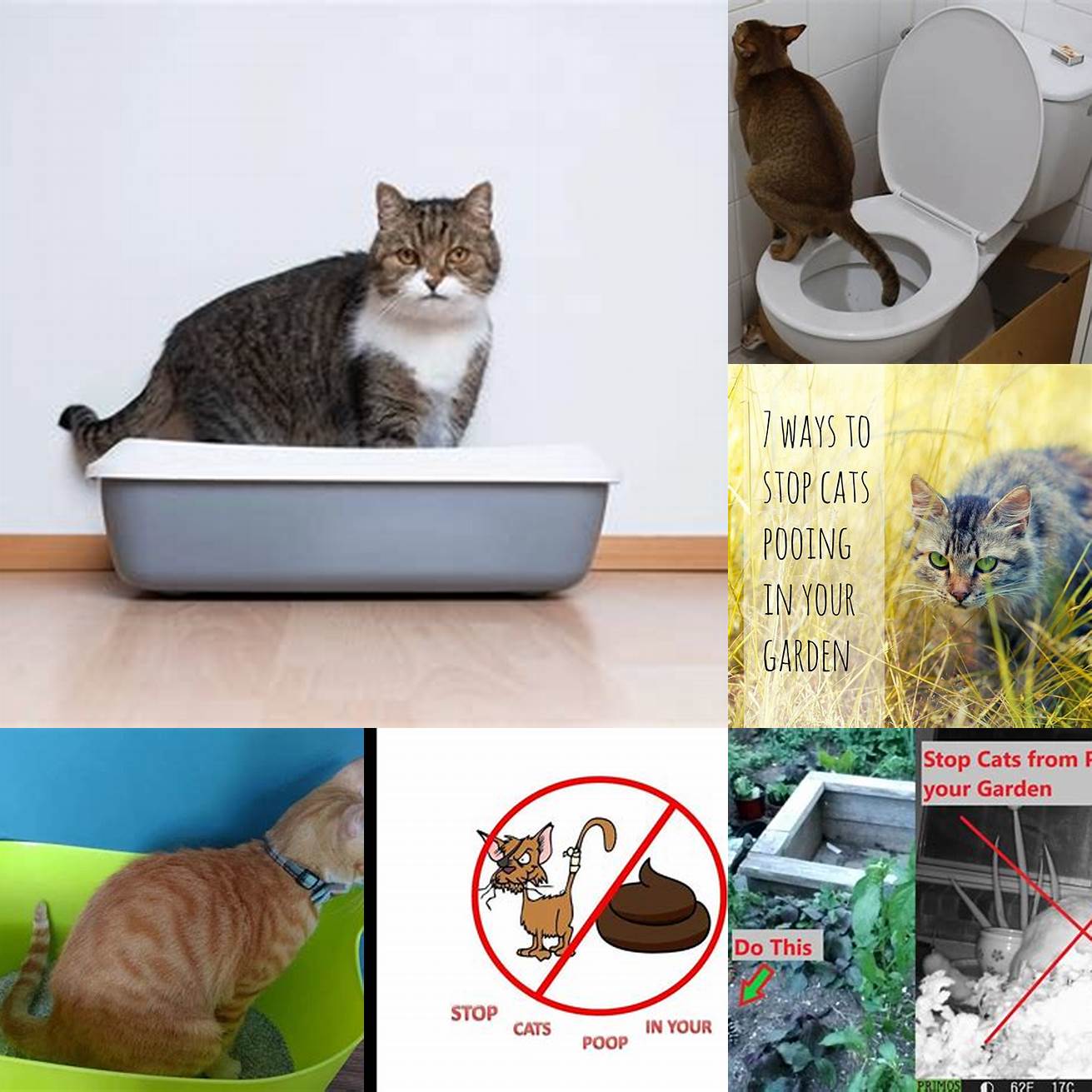 Q Can I put cat poop in the green bin