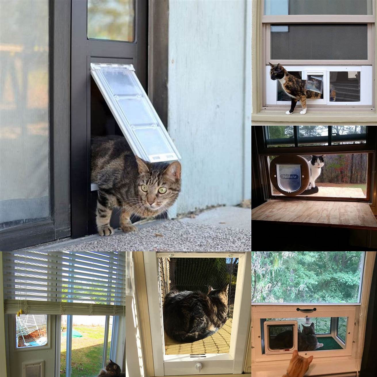 Q Can any cat use a cat door for sliding window