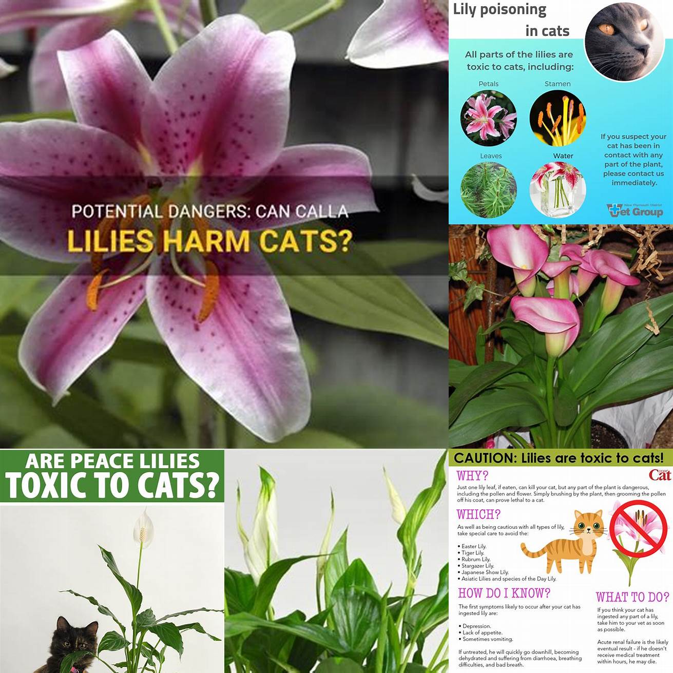 Q Can calla lilies be harmful to other pets