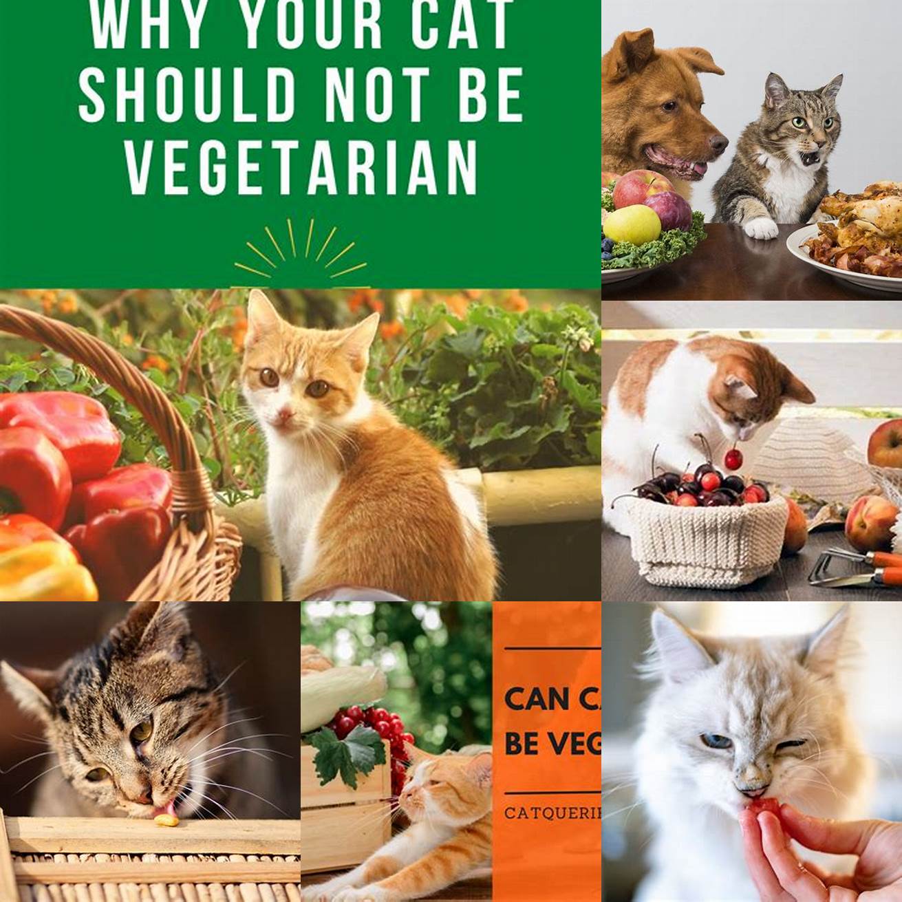 Q Can cats be vegetarian