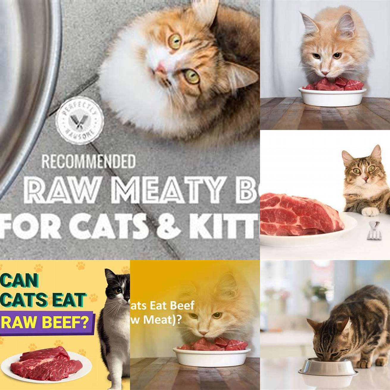 Q Can cats digest raw beef bones