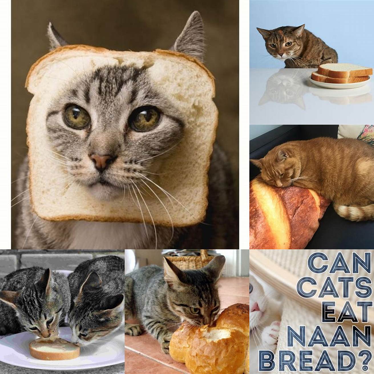 Q Can cats eat bread
