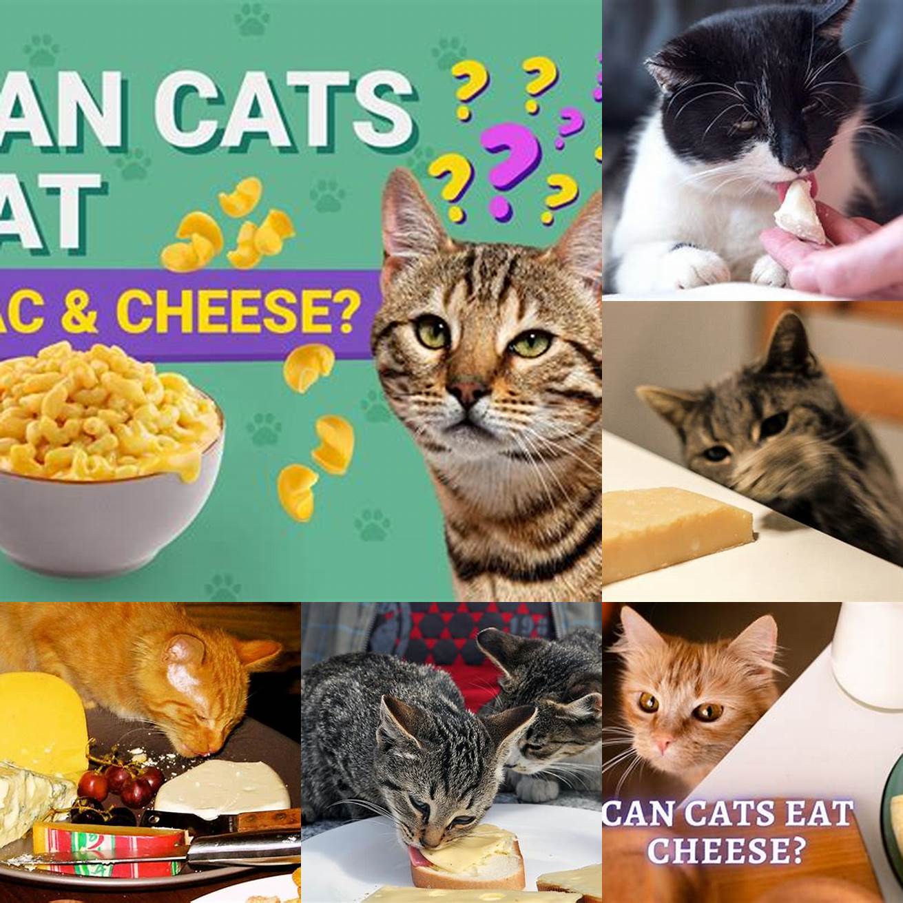 Q Can cats eat cheese