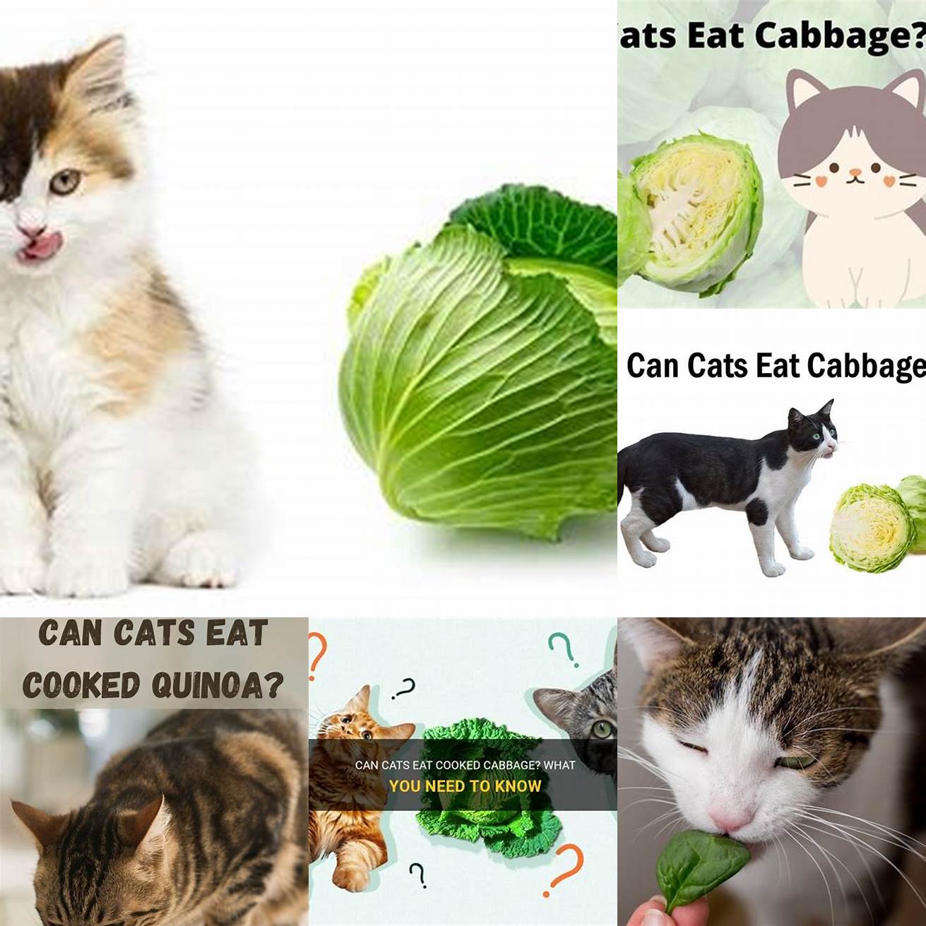 Q Can cats eat cooked cabbage A Yes cats can eat cooked cabbage as long as its not seasoned with any ingredients that are toxic to cats such as garlic or onion