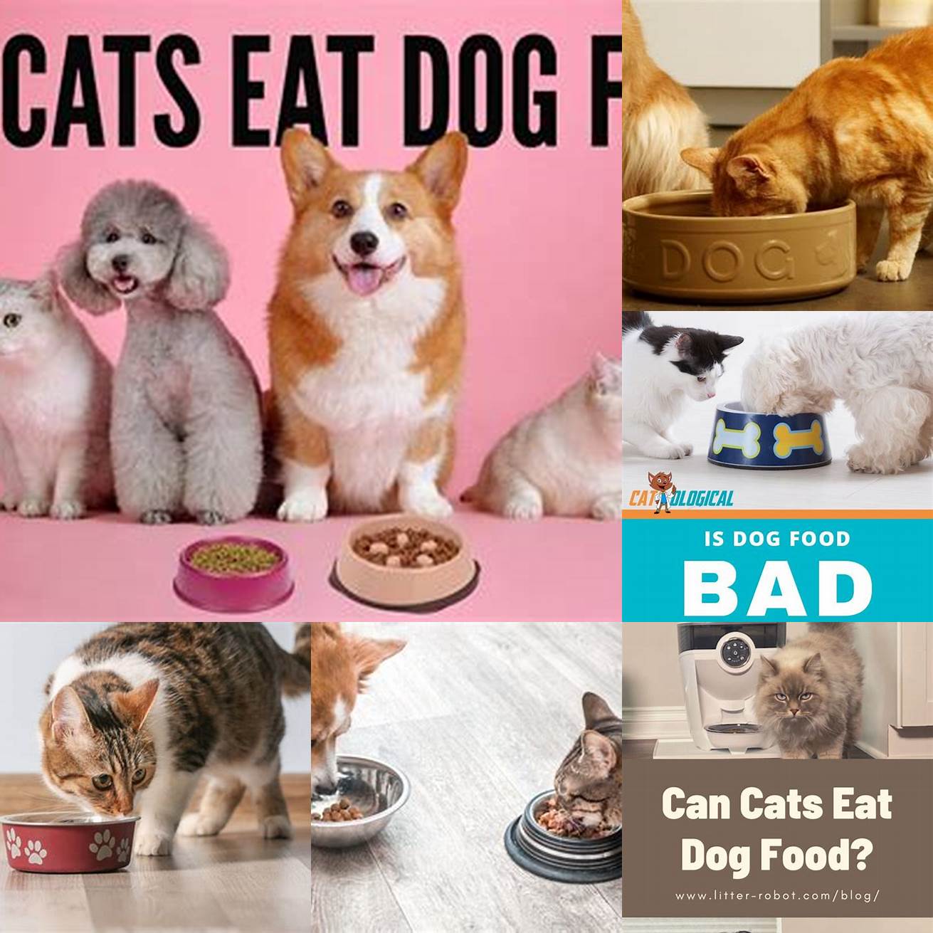 Q Can cats eat dog food