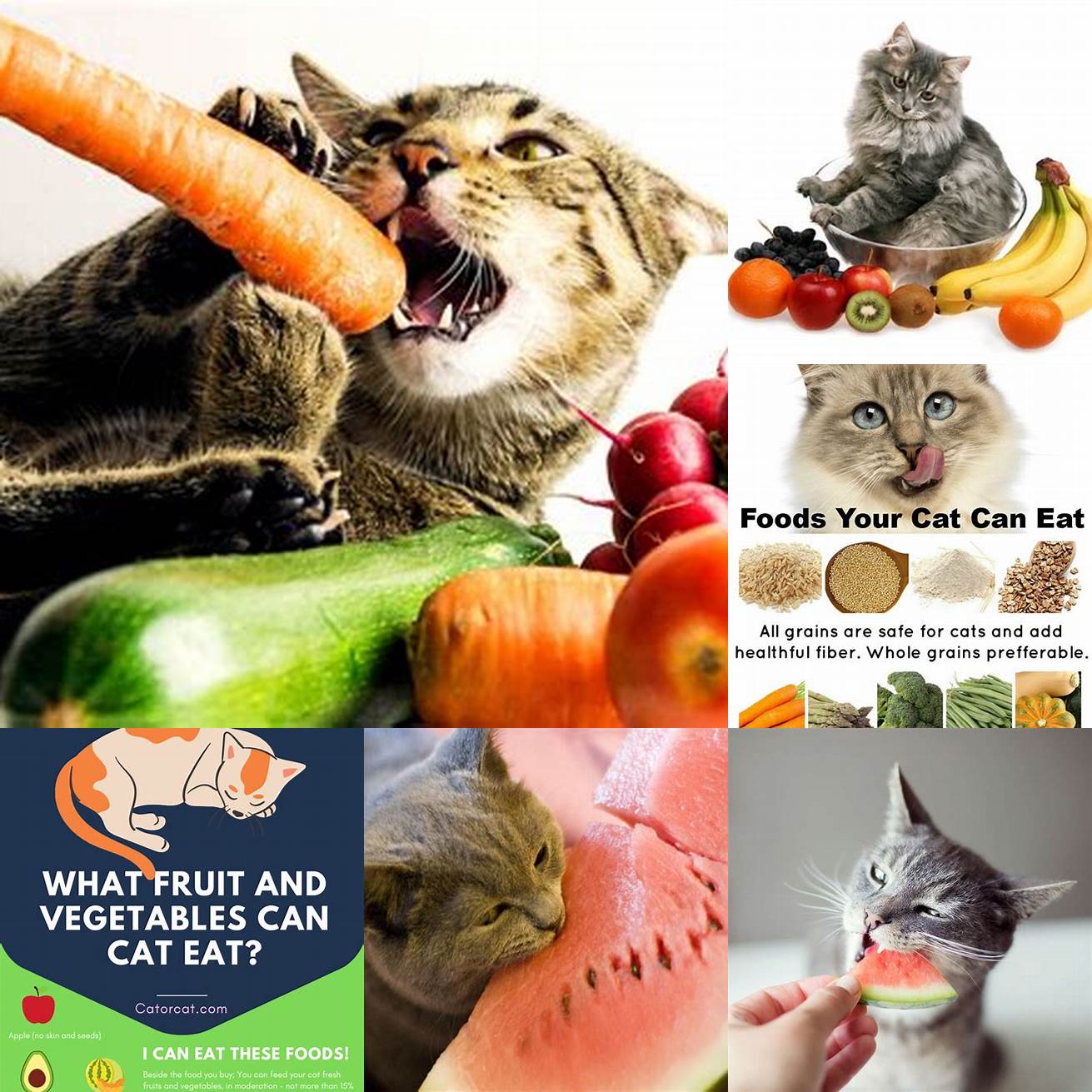 Q Can cats eat fruits and vegetables