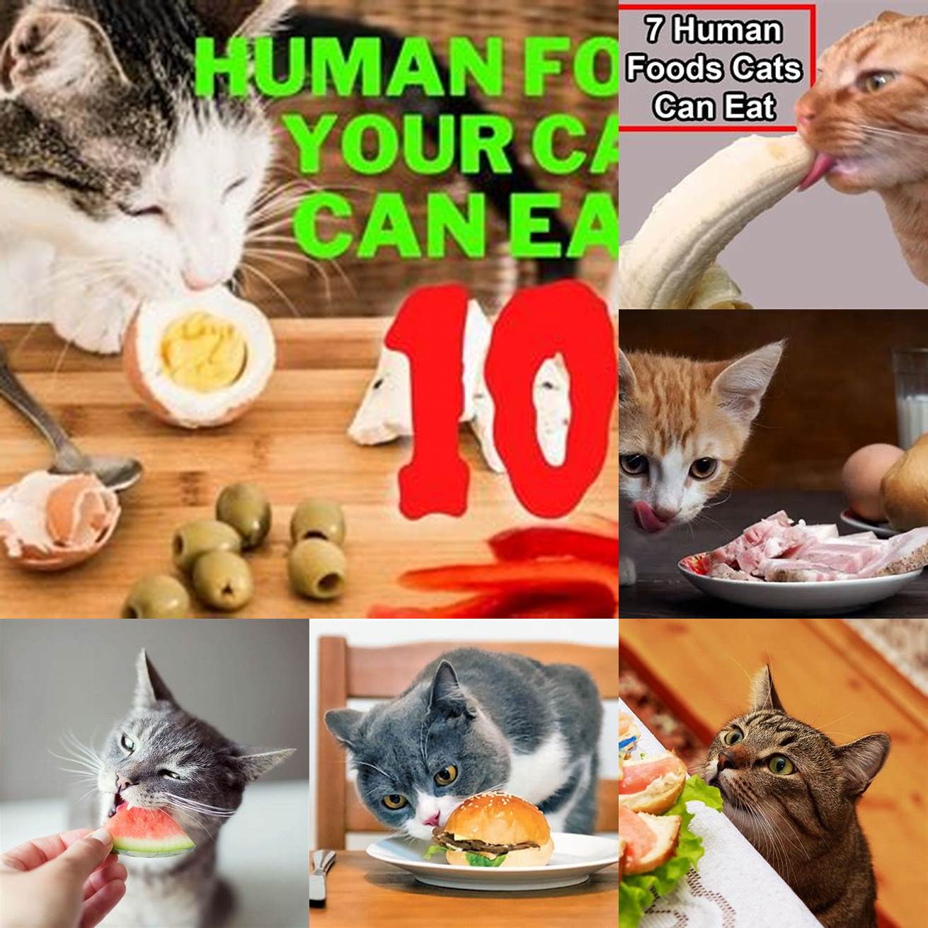 Q Can cats eat human food