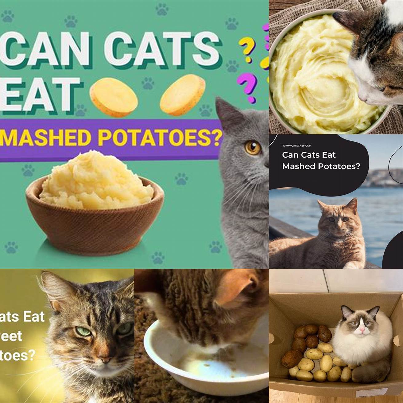 Q Can cats eat mashed potatoes