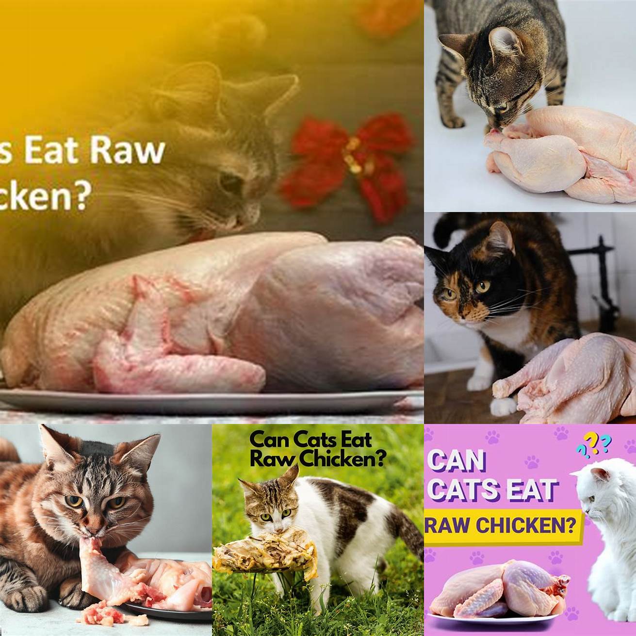 Q Can cats eat raw chicken A Yes cats can eat raw chicken but its important to handle it safely to avoid the risk of foodborne illness Always wash your hands and any surfaces that come into contact with raw chicken and store it in the refrigerator or freezer to prevent bacterial growth Q How much chicken should I feed my cat A The amount of chicken that you should feed your cat depends on their age weight and activity level A general rule of thumb is to feed your cat 2-3 ounces of chicken per day divided into two meals Q Can I feed my cat chicken bones A Yes but only if they are raw Cooked bones can splinter and cause injuries so its important to avoid them Q What are some other foods that I can feed my cat A Some other healthy foods for cats include fish eggs and lean meats like turkey and beef Its important to offer a variety of foods to ensure that your cat is getting a balanced diet