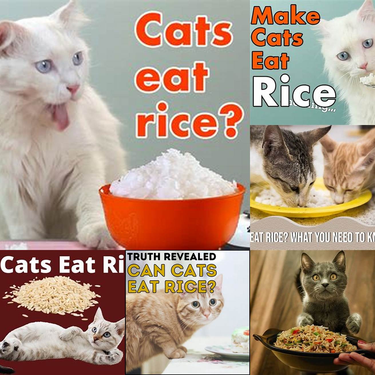 Q Can cats eat rice