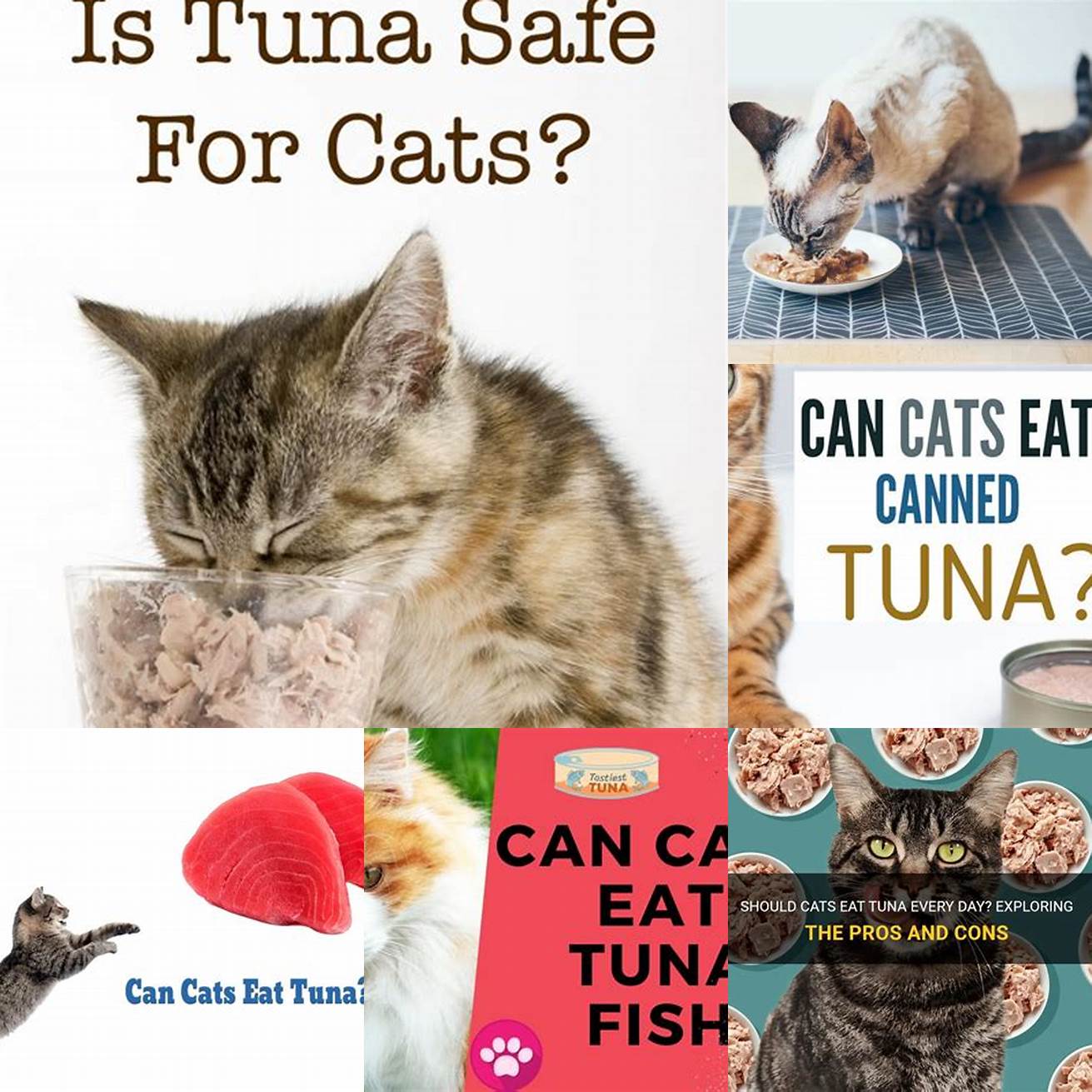 Q Can cats eat tuna every day