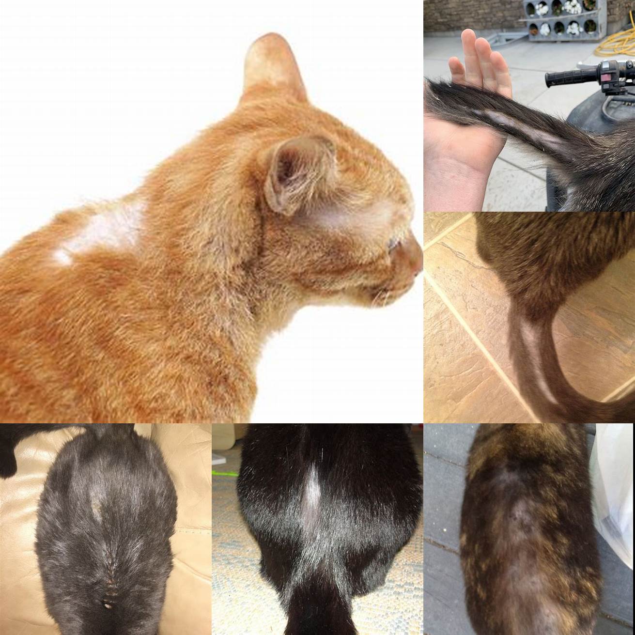 Q Can hair loss at the base of the tail be a sign of stress or anxiety