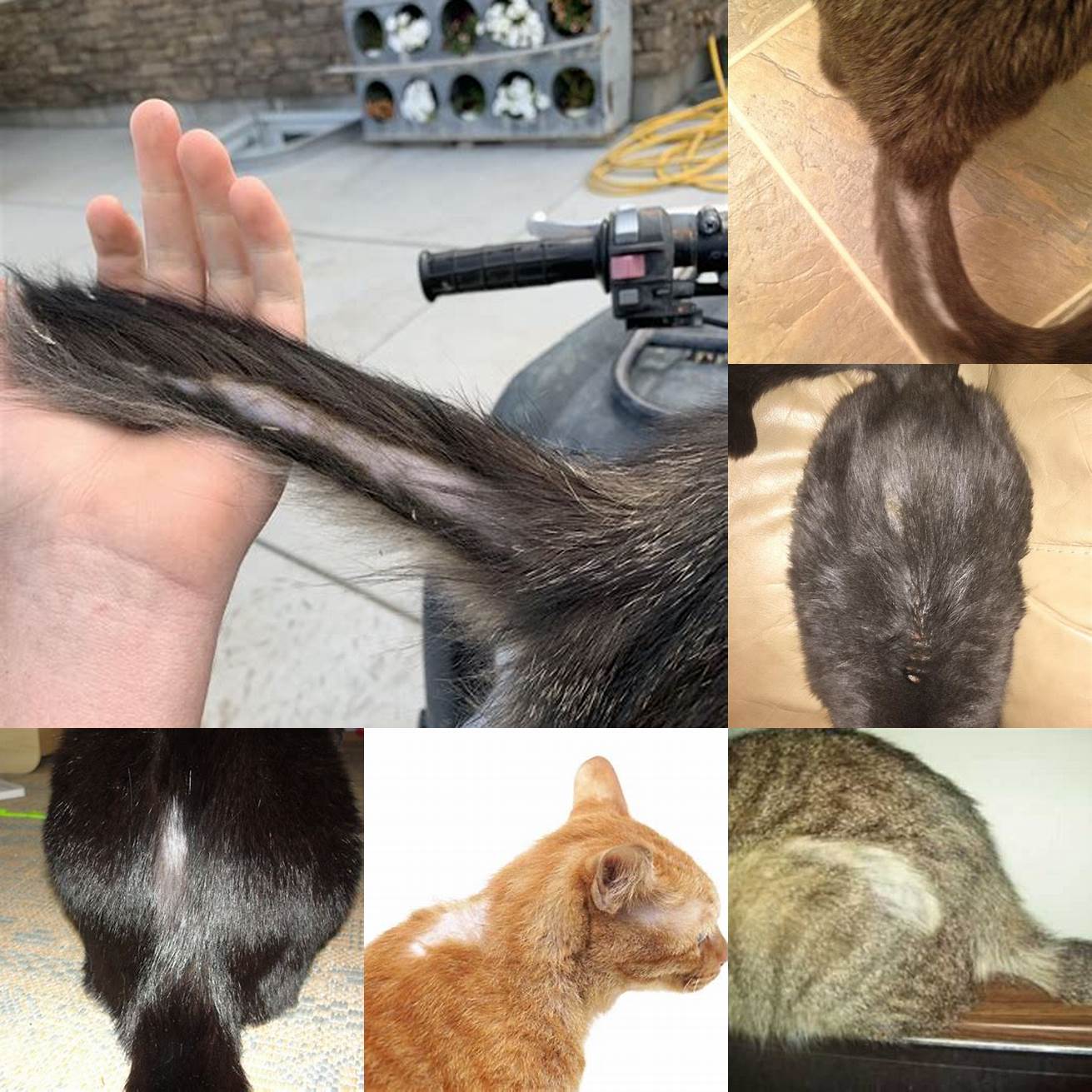 Q Can hair loss at the base of the tail be prevented