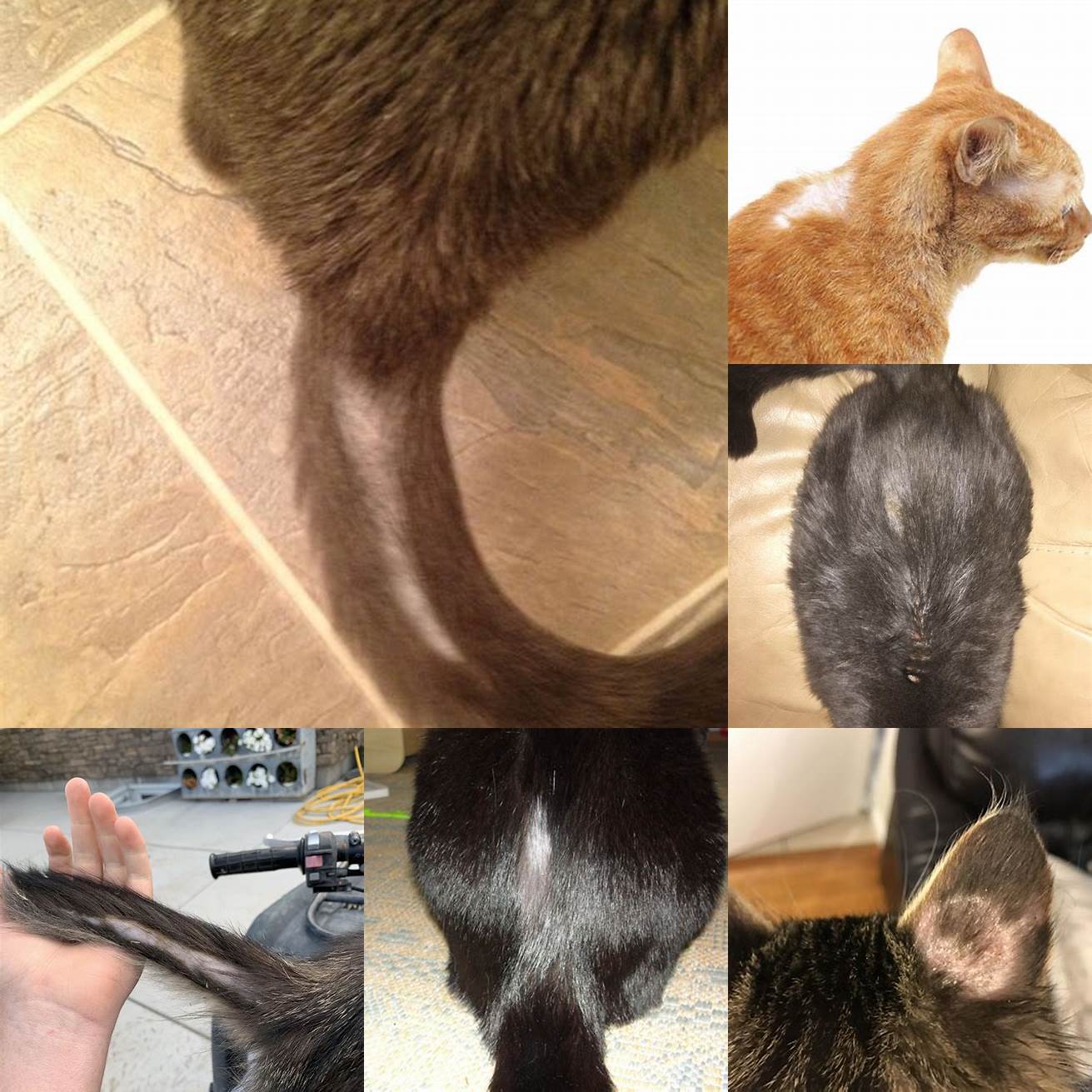 Q Can hair loss at the base of the tail cause discomfort for my cat