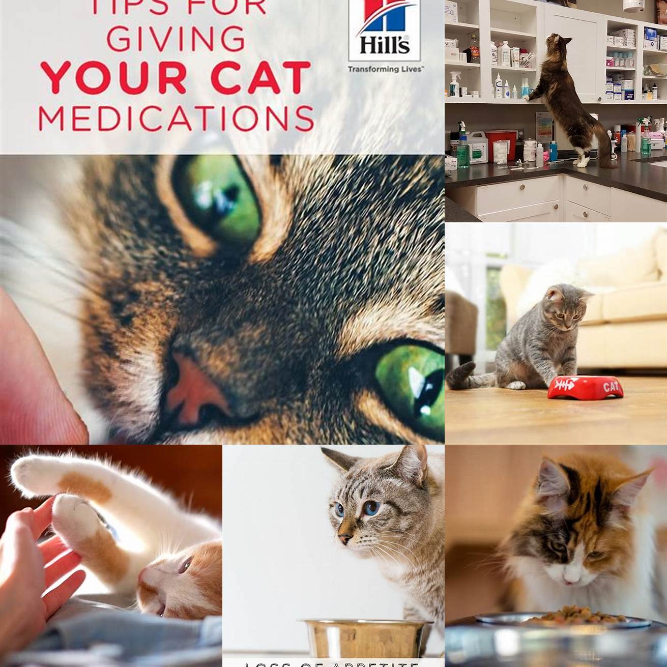 Q Can medication cause a cat to lose their appetite