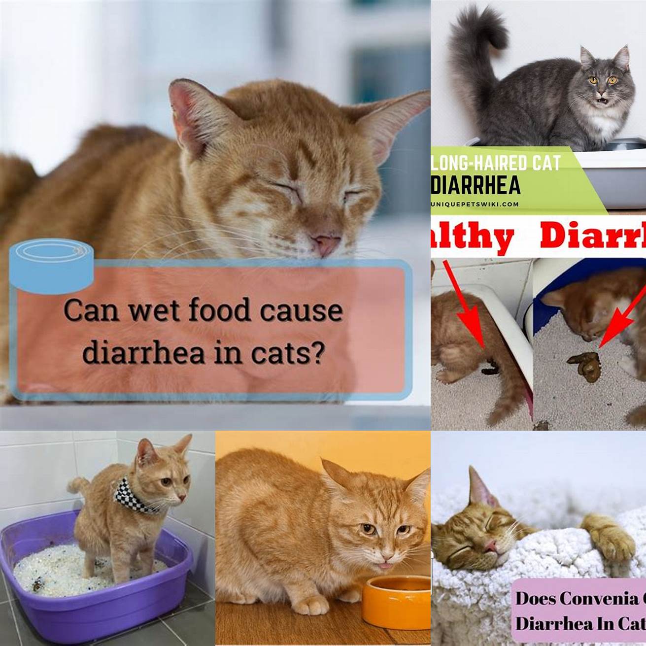 Q Can raw beef cause diarrhea in cats