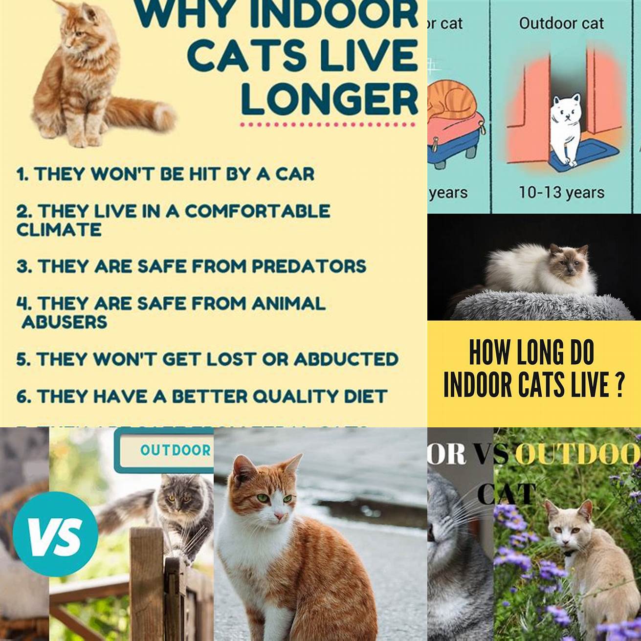 Q Do outdoor cats live longer than indoor cats