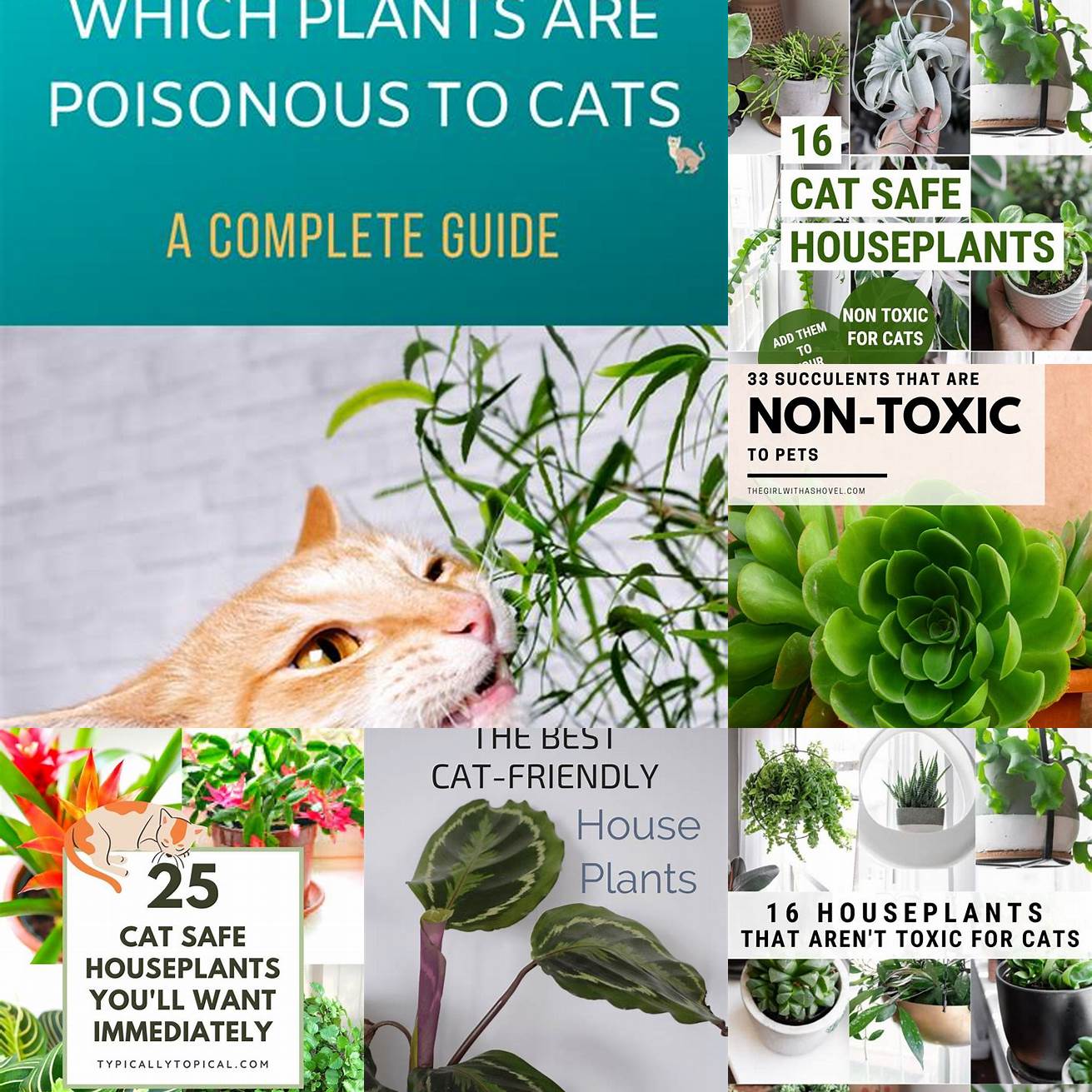 Q How can I keep my cat safe from toxic plants