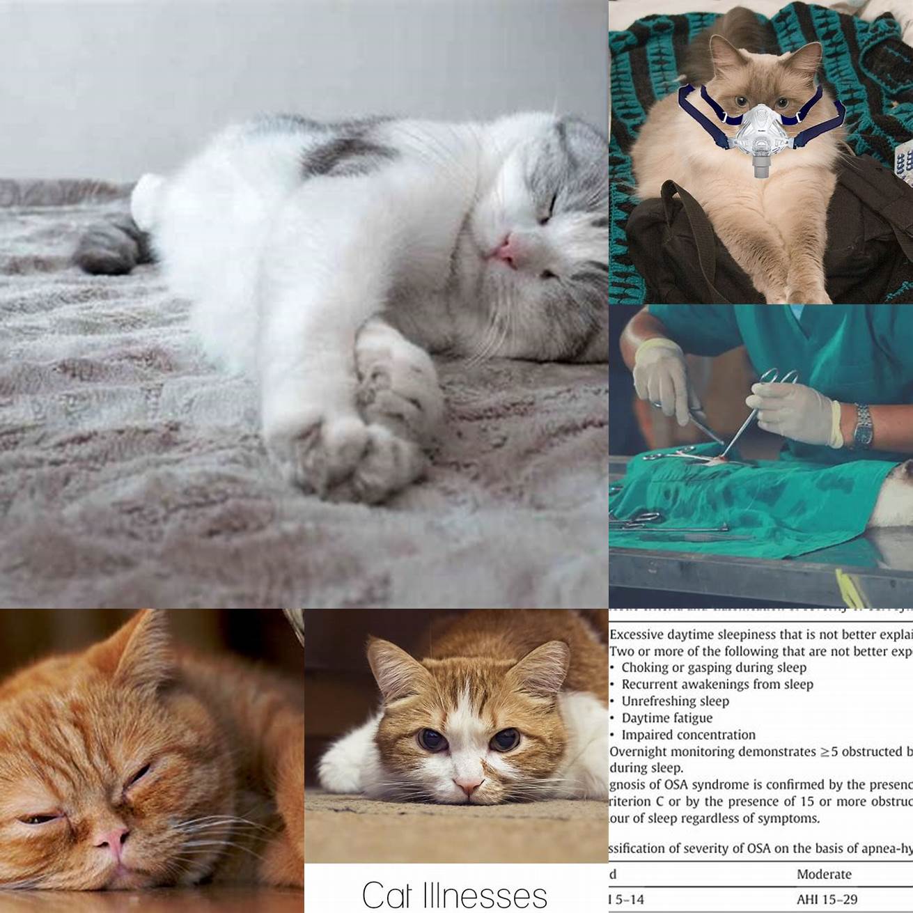 Q How is sleep apnea diagnosed in cats