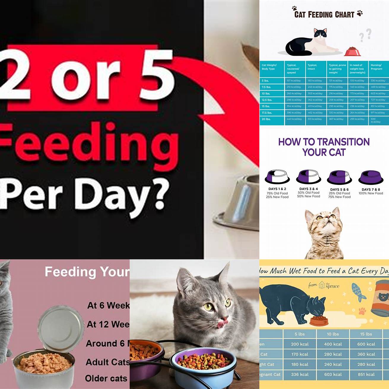 Q How often should I feed my cat