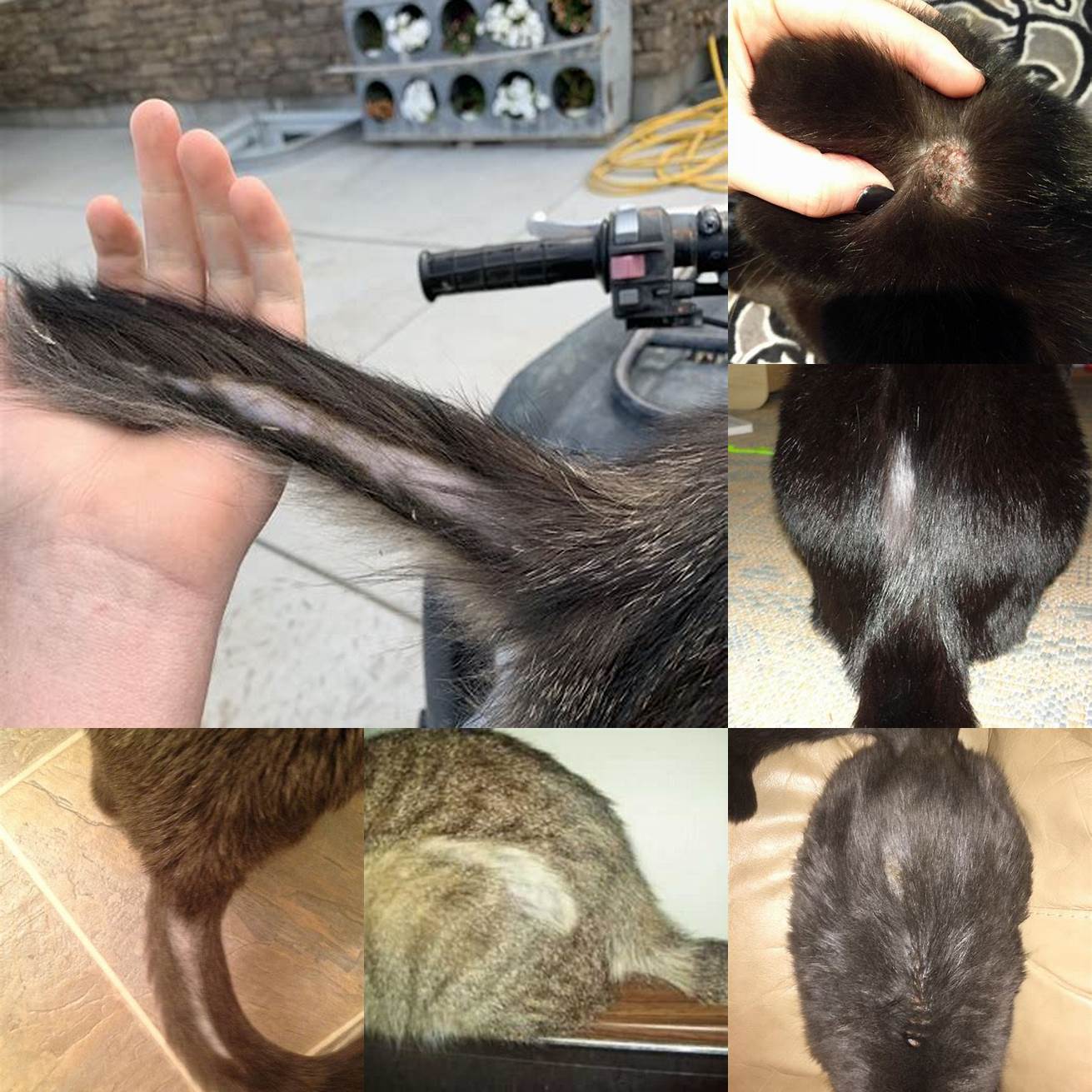 Q Is hair loss at the base of the tail in cats serious