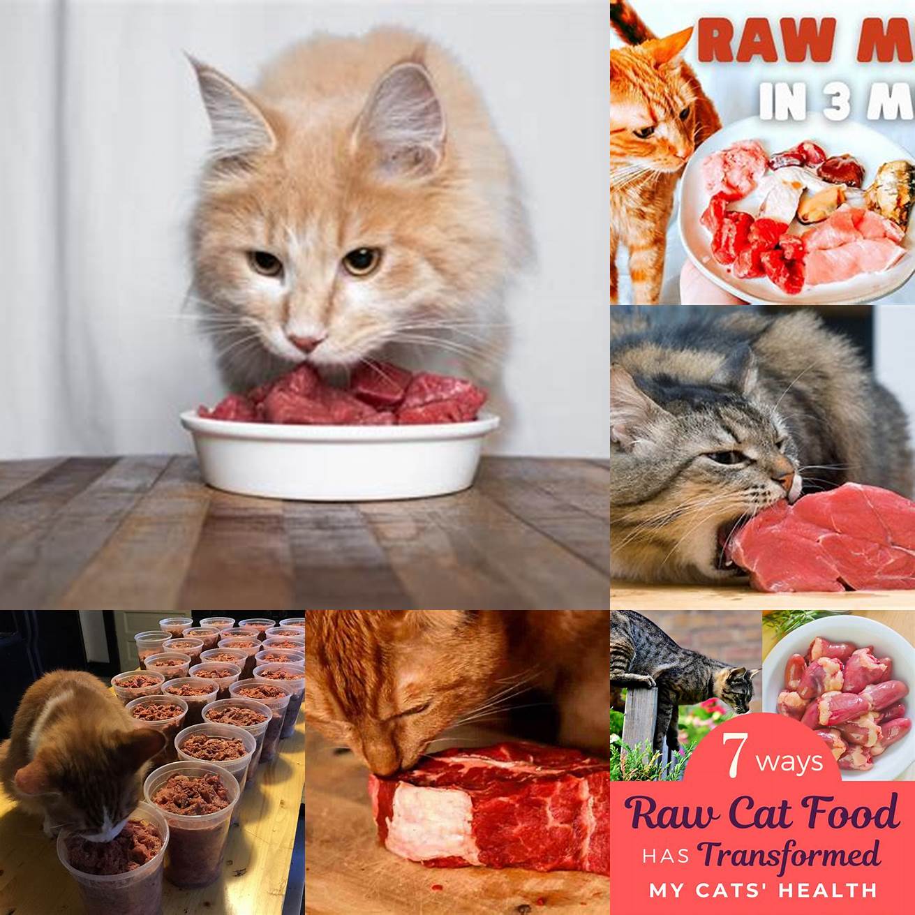 Q Is it safe to feed my cat raw beef