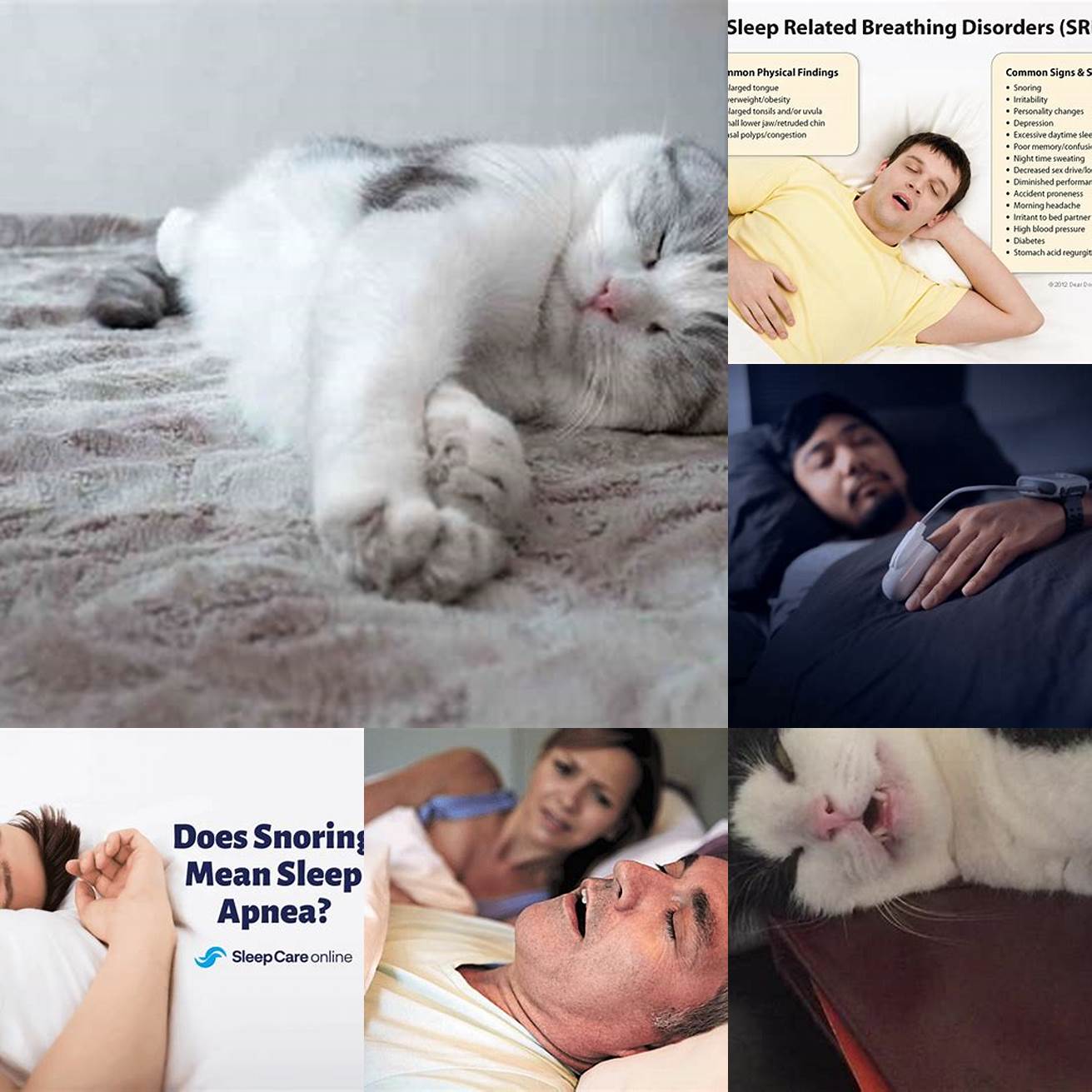 Q Is snoring always a sign of sleep apnea in cats
