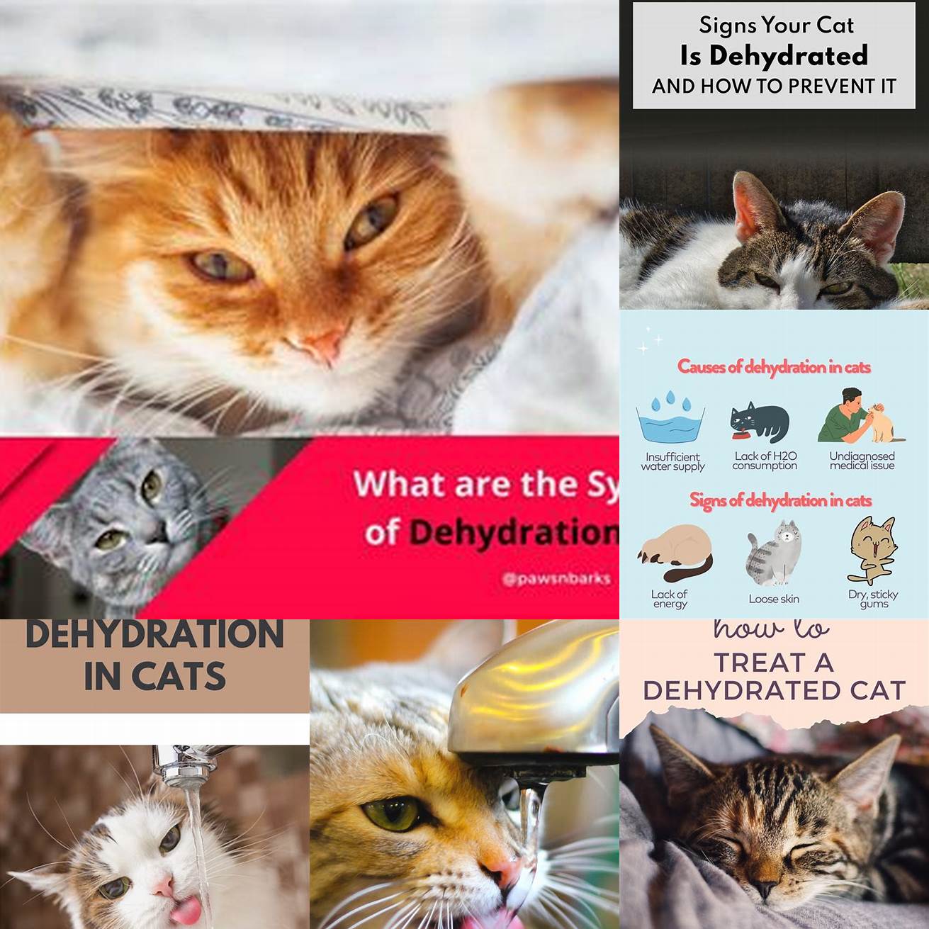 Q What are the signs of dehydration in cats