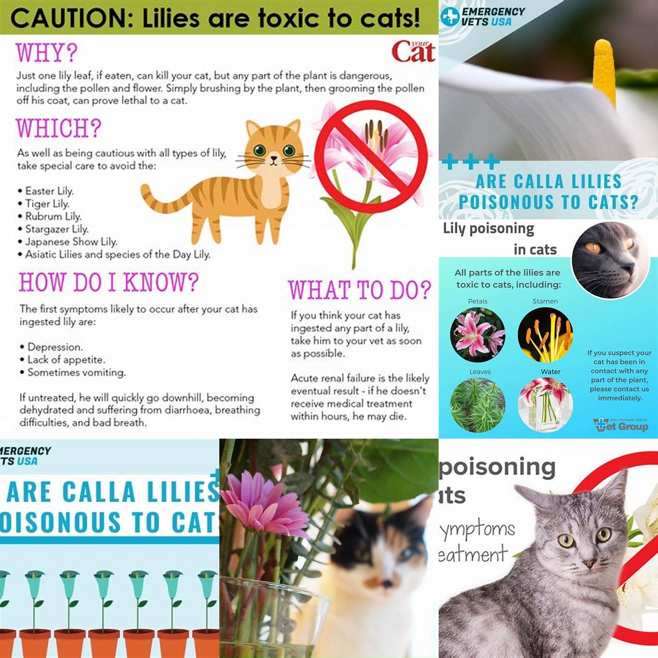 Q What are the symptoms of calla lily poisoning in cats