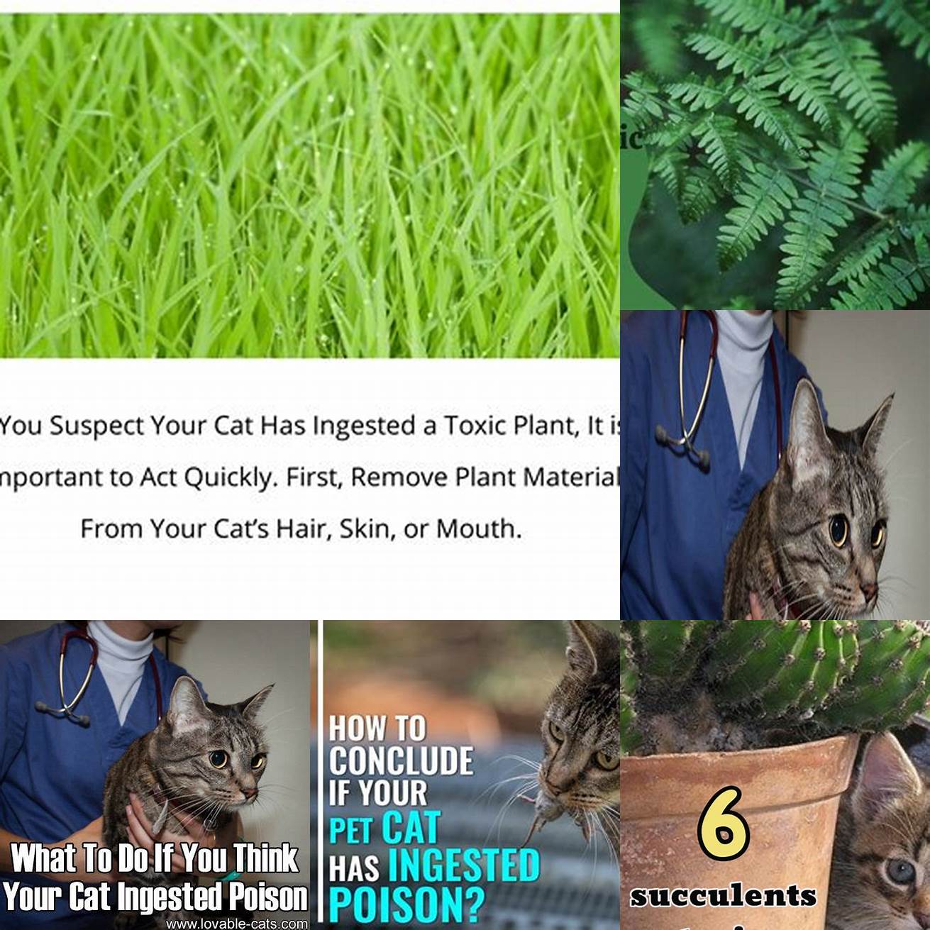Q What should I do if I suspect that my cat has ingested a toxic plant