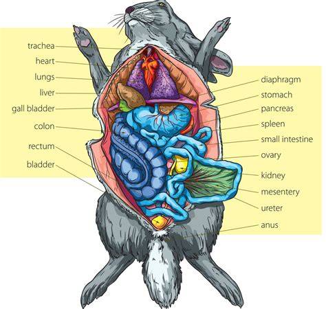 Rabbit Anatomy