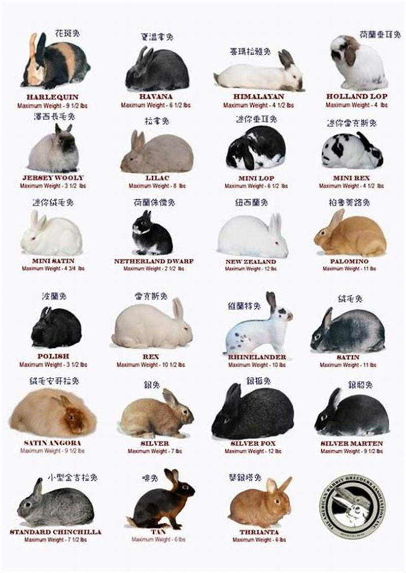 Rabbit Breeding Color Chart
