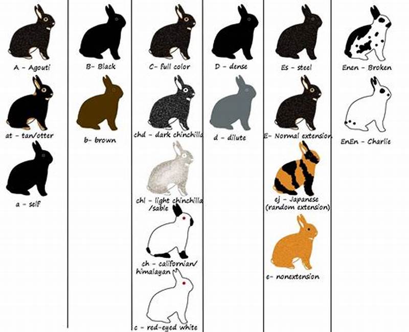 Rabbit Color Breeding Chart