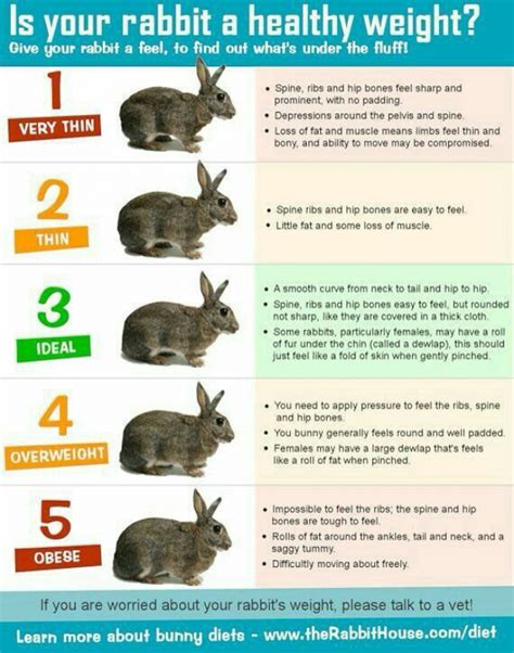 Rabbit Growth Chart