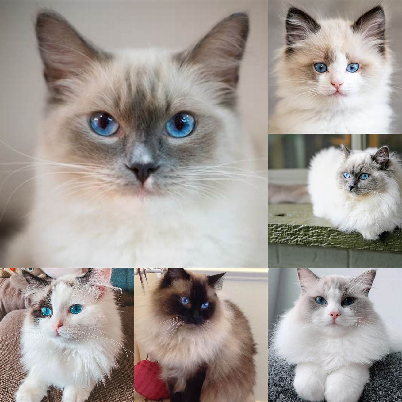 Ragdoll cats are known for their relaxed and easy-going personalities