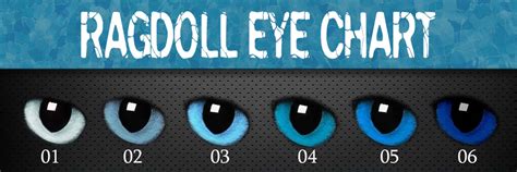 Ragdoll Eye Color Chart