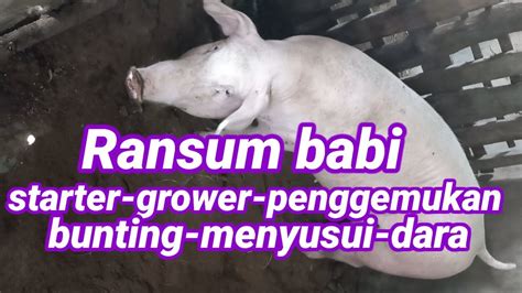 Ransum Babi Bunting Indonesia
