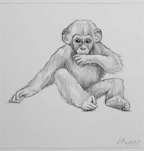 Realistic Monkey Drawing Easy