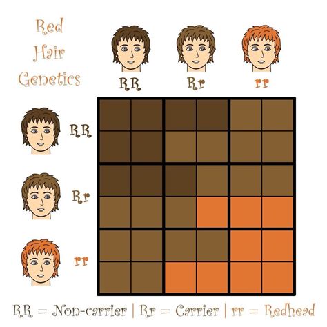 Red Hair Gene Chart