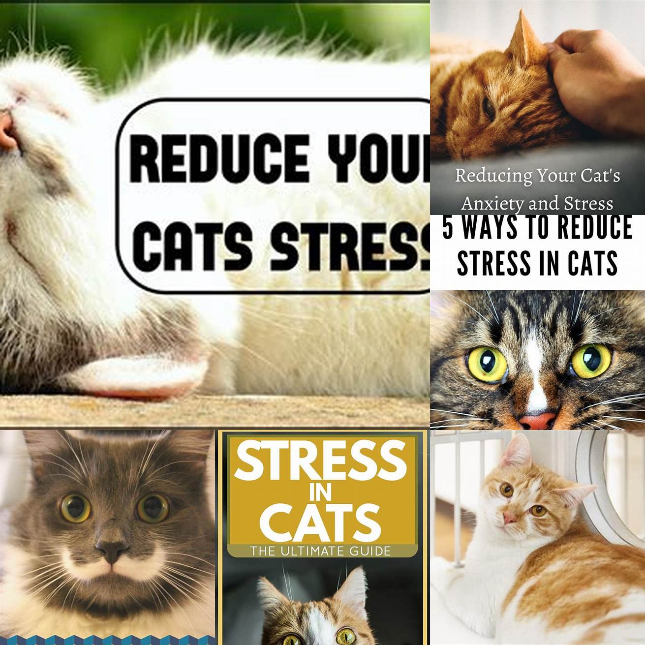 Reduce stress in your cats environment