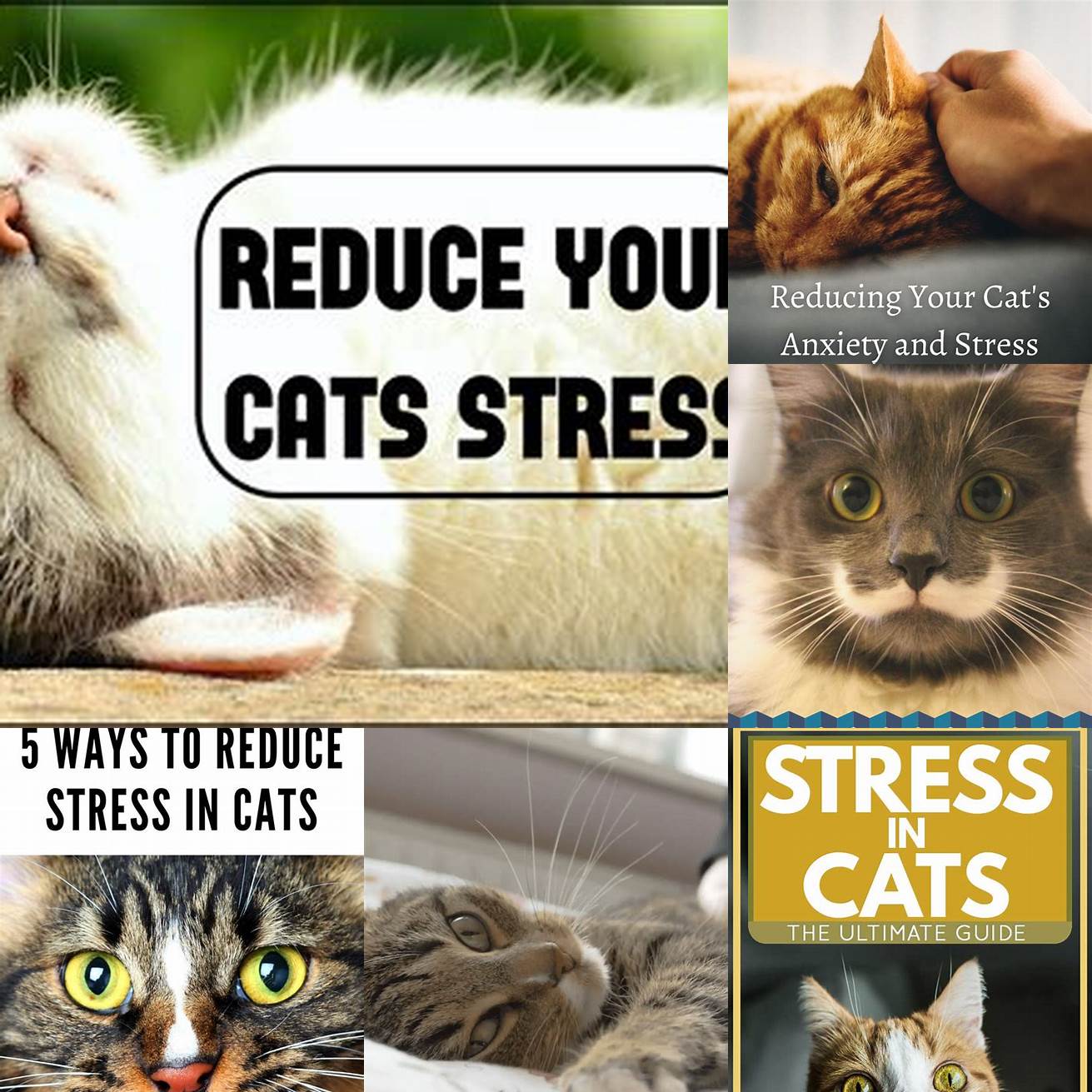 Reduced Stress for Cats