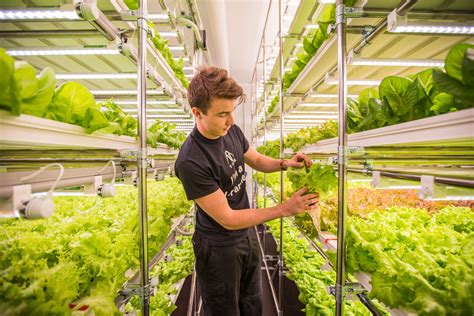Reduced Labour Costs in Hydroponics